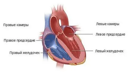 insuficiență cardiacă ventriculară dreaptă - cauze, simptome, semne, tratament, prim ajutor