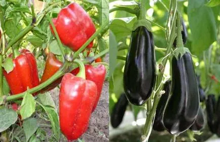 udare adecvată a plantelor de grădină