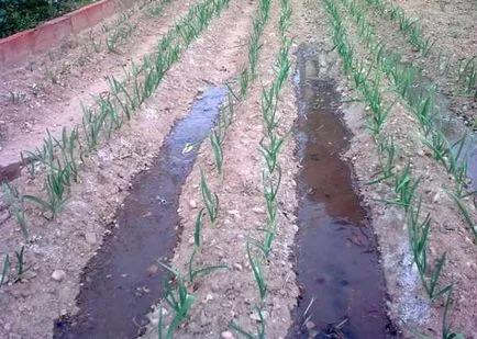 udare adecvată a plantelor de grădină