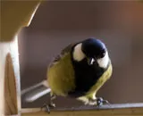 Conectați-vă ce pasărea bate fereastra sau a lovit și a zburat departe (ce) Conectați-vă ce pasărea bate fereastra sau a lovit și a zburat departe