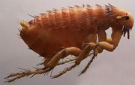 Sărituri insecte în apartament cum să depășească micile lipitori (sărind insecte parazitează) Sărituri insecte în apartament cum să depășească micile lipitori