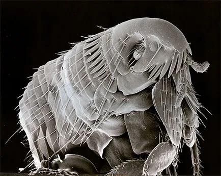 Sărituri insecte în apartament cum să depășească micile lipitori (sărind insecte parazitează) Sărituri insecte în apartament cum să depășească micile lipitori
