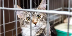 adăposturi pentru animale în București