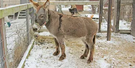 adăposturi pentru animale în București