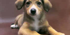adăposturi pentru animale în București