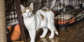 adăposturi pentru animale în București