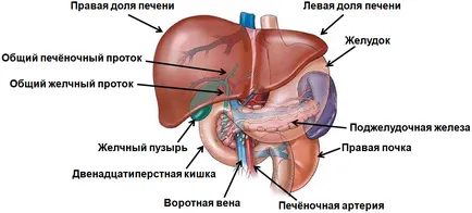 remedii Prevenirea bolilor de ficat și preparate farmaceutice populare (prevenirea) Prevenirea bolilor hepatice și a preparatelor farmaceutice remedii populare