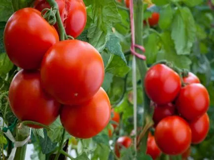 Dovedit măsuri de prevenire și combatere a clubroot de varză