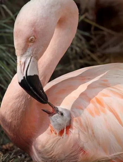 flamingo de păsări