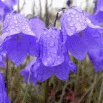 Crocus plantă - fotografie și flori tipuri, de îngrijire, de reproducere, cultivare (foto) plantă Crocus - fotografie și flori tipuri, de îngrijire, de reproducere, cultivare