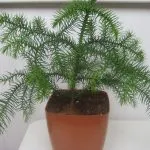 Plante decorative pom de Crăciun într-un ghiveci - o versiune alternativă a unui copac mare