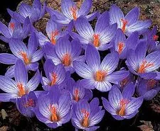 Crocus plantă - fotografie și flori tipuri, de îngrijire, de reproducere, de cultivare (tipuri de) plantă Crocus - fotografie și flori tipuri, de îngrijire, de reproducere, cultivare