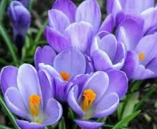 Crocus plantă - fotografie și flori tipuri, de îngrijire, de reproducere, cultivare (îngrijire) plantă Crocus - fotografie și flori tipuri, de îngrijire, de reproducere, cultivare