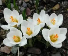 Crocus plantă - fotografie și flori tipuri, de îngrijire, de reproducere, cultivare (îngrijire) plantă Crocus - fotografie și flori tipuri, de îngrijire, de reproducere, cultivare