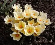 Crocus plantă - fotografie și flori tipuri, de îngrijire, de reproducere, cultivare (foto) plantă Crocus - fotografie și flori tipuri, de îngrijire, de reproducere, cultivare