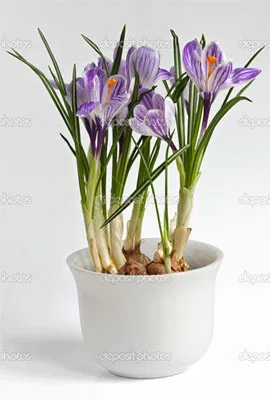Crocus plantă - fotografie și flori tipuri, de îngrijire, de reproducere, cultivare (flori) plantă Crocus - fotografie și flori tipuri, de îngrijire, de reproducere, cultivare
