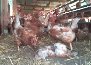 pui LAYOUT - ce să facă și tratarea canibalism ⋆ totul despre pui