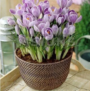 Crocus plantă - fotografie și flori tipuri, de îngrijire, de reproducere, de cultivare (tipuri de) plantă Crocus - fotografie și flori tipuri, de îngrijire, de reproducere, cultivare