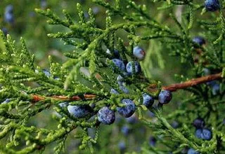 Plant comun ienupăr fotografie, semințe de ienupăr pentru reproducere și ca bonsai (jnepenișurilor) plantă ienupăr copac fotografie obișnuită, semințe de ienupăr pentru reproducție și ca bonsai