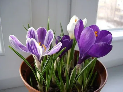Crocus plantă - fotografie și flori tipuri, de îngrijire, de reproducere, cultivare (flori) plantă Crocus - fotografie și flori tipuri, de îngrijire, de reproducere, cultivare