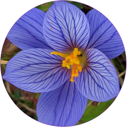 Crocus plantă - fotografie și flori tipuri, de îngrijire, de reproducere, cultivare (flori) plantă Crocus - fotografie și flori tipuri, de îngrijire, de reproducere, cultivare