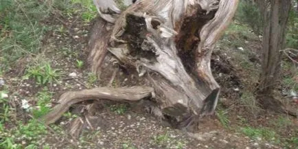 Plant comun ienupăr fotografie, semințe de ienupăr pentru reproducere și ca bonsai (foto) plantă ienupăr copac fotografie obișnuită, semințe de ienupăr pentru reproducție și ca bonsai