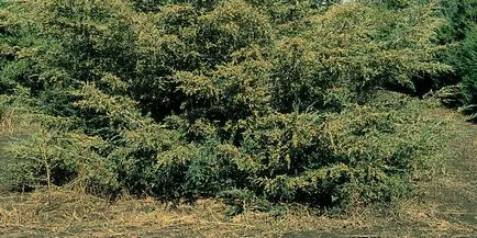 Plant comun ienupăr fotografie, semințe de ienupăr pentru reproducere și ca bonsai (plante) plantă ienupăr copac fotografie obișnuită, semințe de ienupăr pentru reproducție și ca bonsai