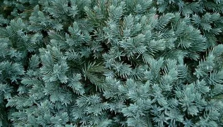 Plant comun ienupăr fotografie, semințe de ienupăr pentru reproducere și ca bonsai (plante) plantă ienupăr copac fotografie obișnuită, semințe de ienupăr pentru reproducție și ca bonsai