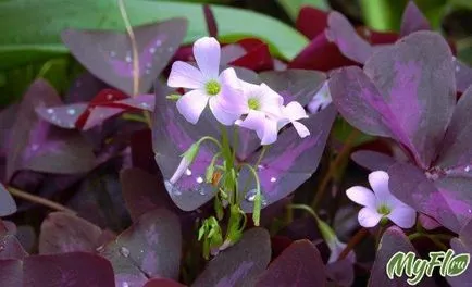 fluture Plant Shamrock