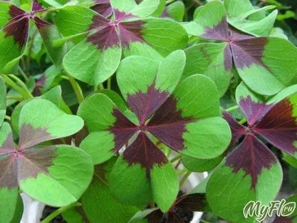 fluture Plant Shamrock