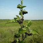 Plante din familia Solanaceae - caracteristici, caracteristici și fotografii ale familiei Nightshade (plante) Plante din familia Solanaceae - caracteristici, caracteristici și fotografii ale familiei Solanaceae
