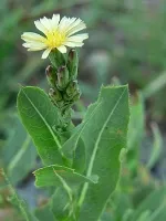 Plantele ajuta pentru a determina busola