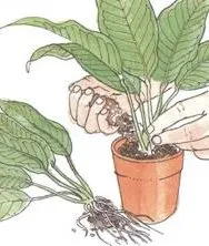 Plante Propagare - flori de interior si plante ornamentale - fotografie, numele și descrierea (plantelor) Propagarea plantelor - flori și plante ornamentale de interior - fotografie, numele și descrierea