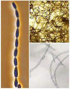 reproducerea ciupercilor