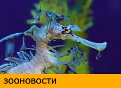 reproducere creveți