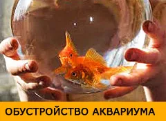 reproducere creveți