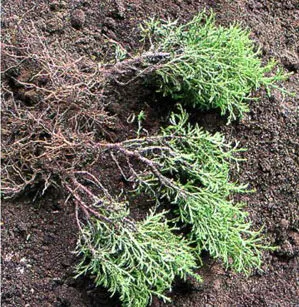 butași Reproducere Arborvitae și semințe (ghid video) (butași) butași Reproducere Arborvitae și semințe (ghidare video)