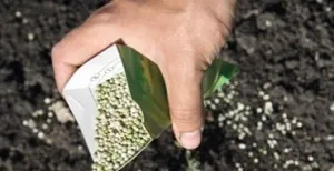 Diferite întrebări cu privire la cultivarea columnare de mere, fertilizarea, boala, cum să planteze (ca măr columnare propagate) Diferite întrebări cu privire la cultivarea columnare de mere, fertilizarea, boala, cum să planteze