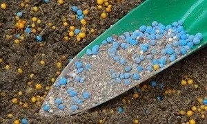 Diferite întrebări cu privire la cultivarea columnare de mere, fertilizarea, boala, cum să planteze (de ce nu cresc meri columnare) Diferite întrebări cu privire la cultivarea columnare de mere, fertilizarea, boala, cum să planteze