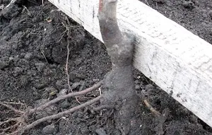 Diferite întrebări cu privire la cultivarea columnare de mere, fertilizarea, boala, cum să planteze (ca măr columnare propagate) Diferite întrebări cu privire la cultivarea columnare de mere, fertilizarea, boala, cum să planteze