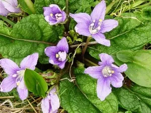 Plante din familia Solanaceae - caracteristici, caracteristici și fotografii ale familiei Solanaceae (South America Centrală) Plante din familia Solanaceae - caracteristici, caracteristici și fotografii ale familiei Solanaceae