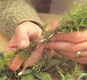 butași Reproducere arborvitae și semințe (ghid video) (reproducere western butași arborvitae sub formă de semințe) butași Reproducere Arborvitae și semințe (ghidare video)