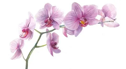 Reproducere pe Phalaenopsis