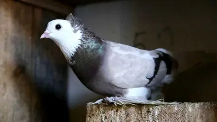 porumbei de reproducție la detaliile de proces acasă, de întreținere și de îngrijire