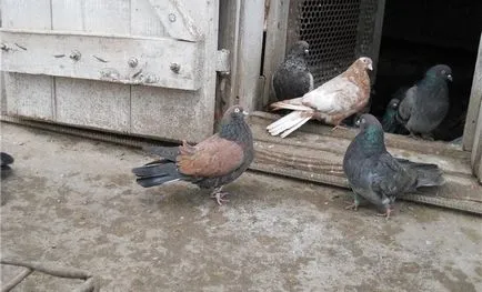 Ameliorarea și întreținerea de porumbei la domiciliu pentru incepatori (alimentare) Ameliorarea și întreținerea porumbeilor la domiciliu pentru incepatori