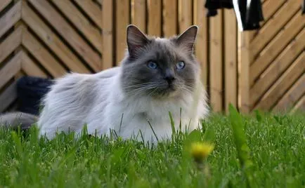 fotografii Ragdoll pisica, pret, descriere rasa, caracter, video, pepiniere - murkote despre pisici și pisici (ragdoll) fotografii Ragdoll pisica, pret, descriere rasa, caracter, video, pepiniere - murkote despre pisici și pisici
