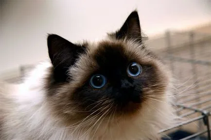 Ragdoll - 33 fotografii