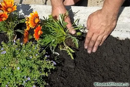 Plante pentru fotografie alpin diapozitiv și numele, exemplele de rockeries