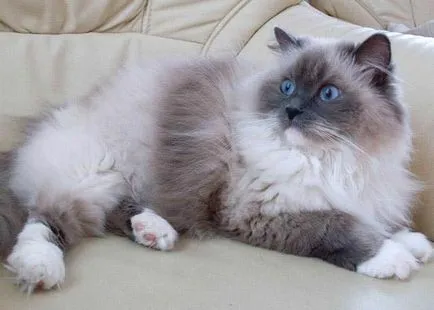 fotografii Ragdoll pisica, pret, descriere rasa, caracter, video, pepiniere - murkote despre pisici și pisici (descriere) fotografii Ragdoll pisica, pret, descriere rasa, caracter, video, pepiniere - murkote despre pisici și pisici