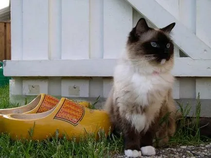 fotografii Ragdoll pisica, pret, descriere rasa, caracter, video, pepiniere - murkote despre pisici și pisici (ragdoll) fotografii Ragdoll pisica, pret, descriere rasa, caracter, video, pepiniere - murkote despre pisici și pisici